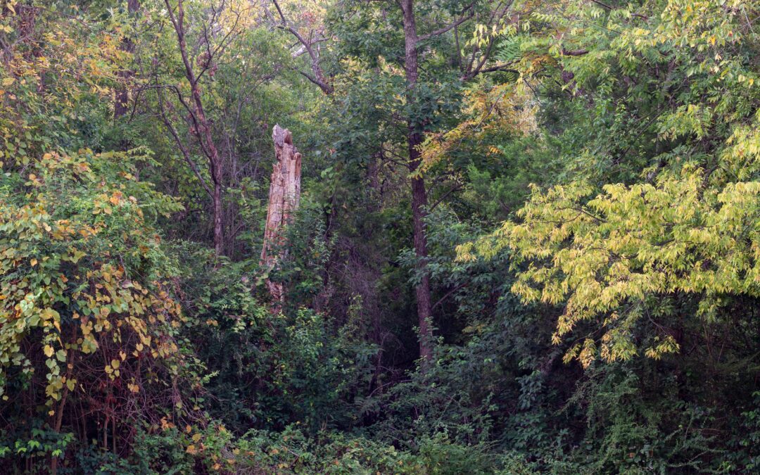 image shows broken tree surrounded by dense vegetation