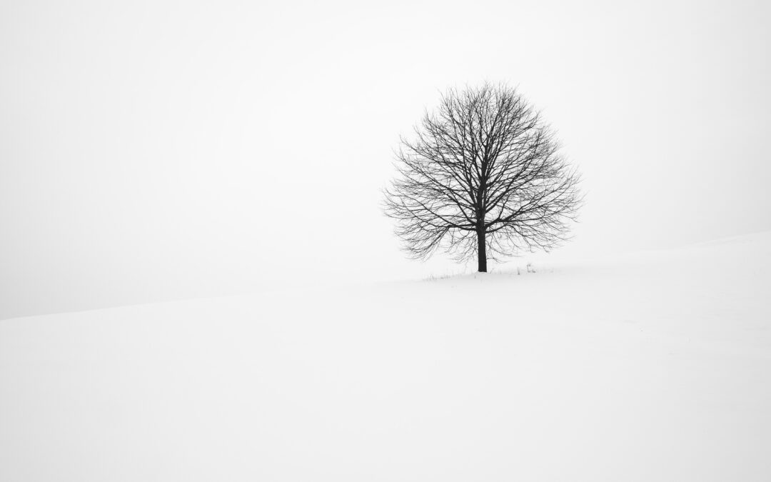 bare tree in winter