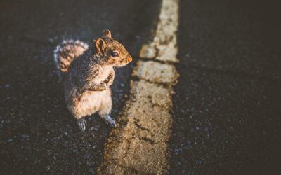 A Squirrel’s Backstory